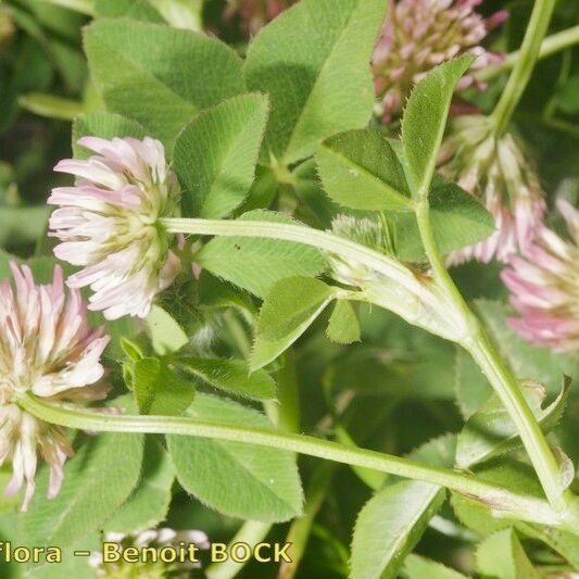 Trifolium isthmocarpum Altul/Alta