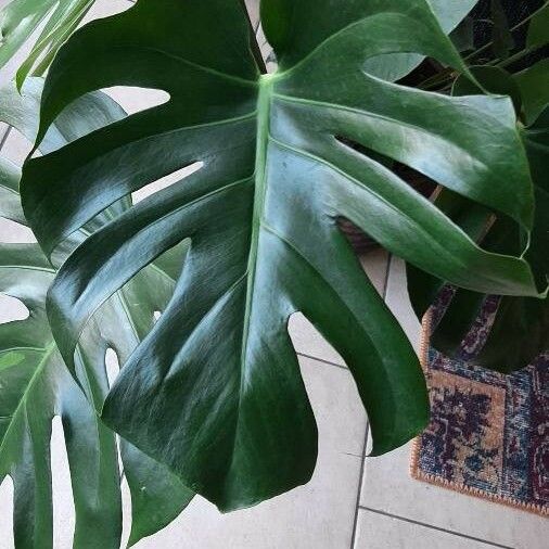 Monstera deliciosa Lehti