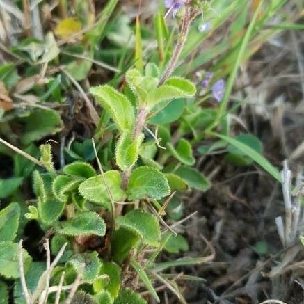 Veronica officinalis പുഷ്പം