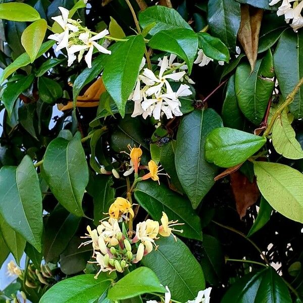 Trachelospermum jasminoides Λουλούδι