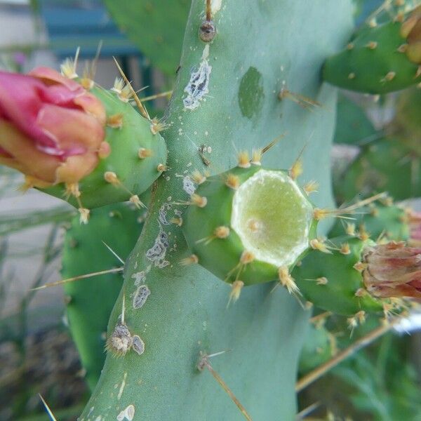 Opuntia elatior Ffrwyth