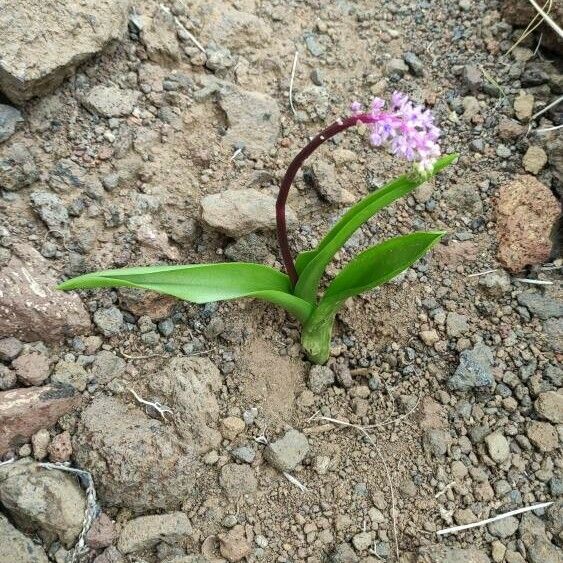 Scilla haemorrhoidalis Flower