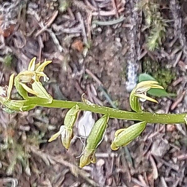 Corallorhiza trifida Çiçek