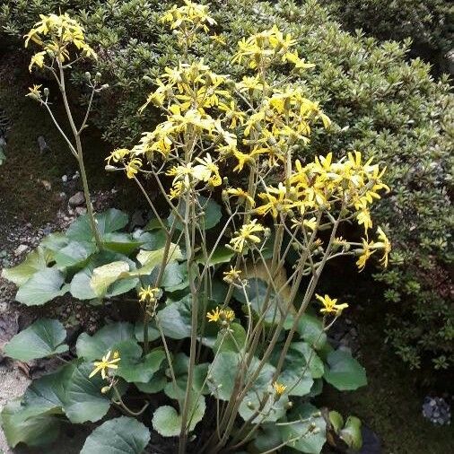Farfugium japonicum Kvet