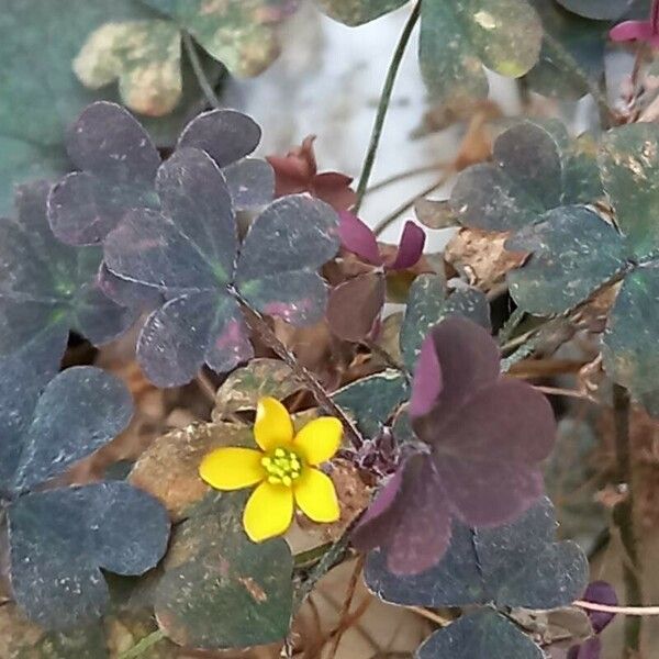 Oxalis corniculata फूल