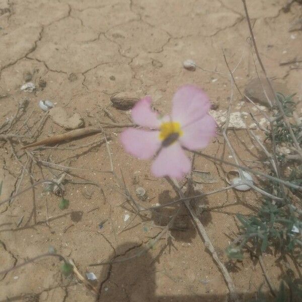 Helianthemum vesicarium Kvet