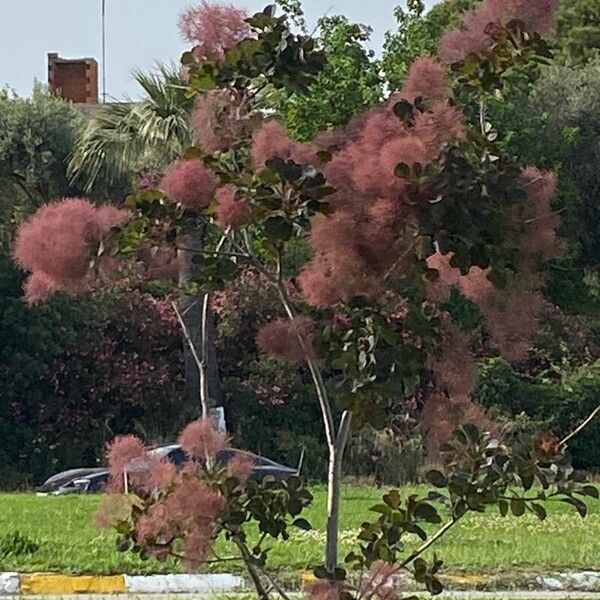 Cotinus coggygria Цветок