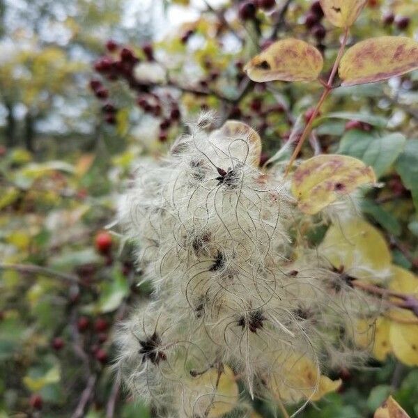 Clematis ligusticifolia 花