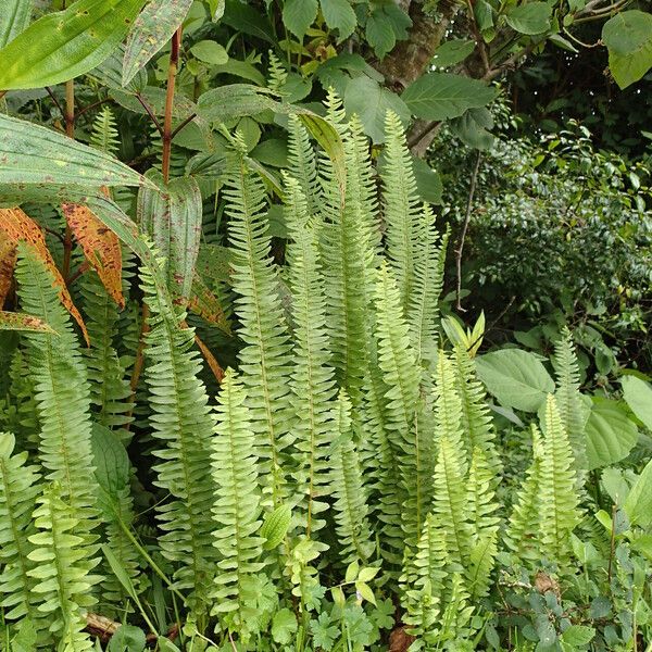 Nephrolepis undulata Costuma