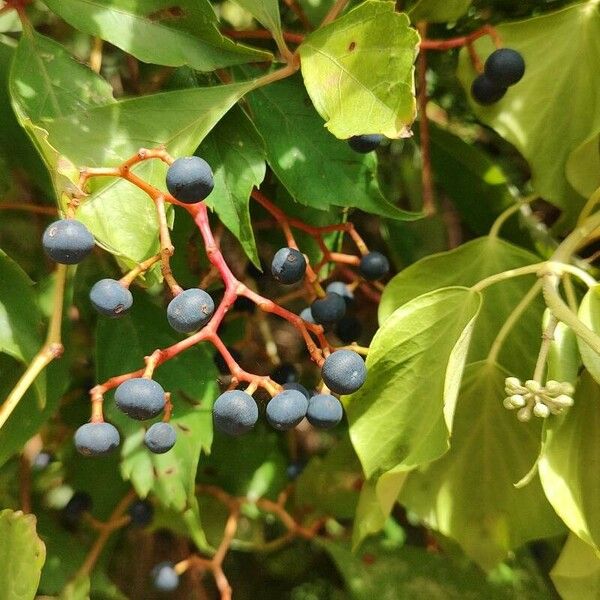 Parthenocissus quinquefolia Fruit