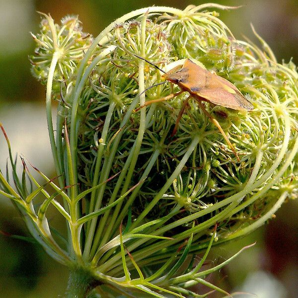 Daucus carota Frugt