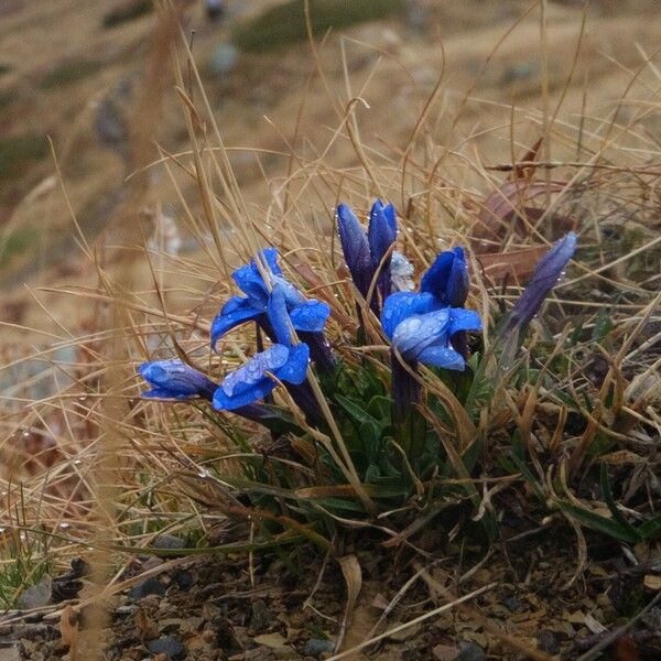 Gentiana pumila Cvet