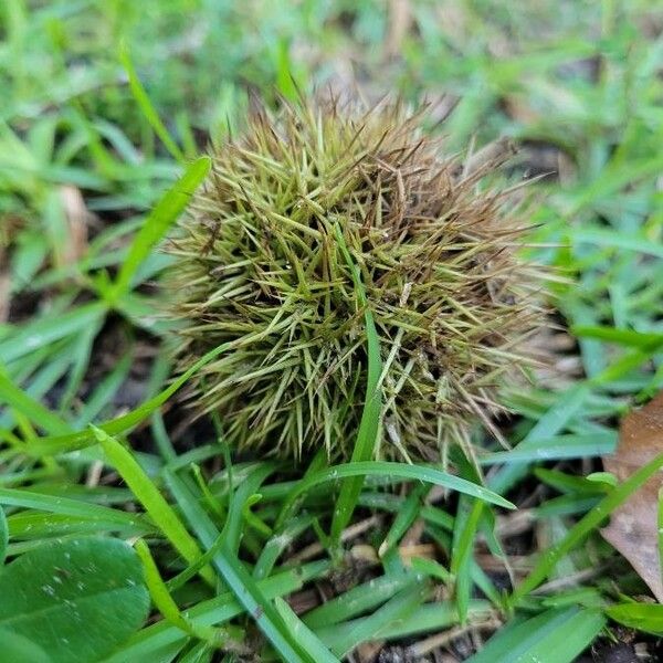 Castanea mollissima Ovoce