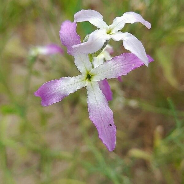 Matthiola longipetala Flower