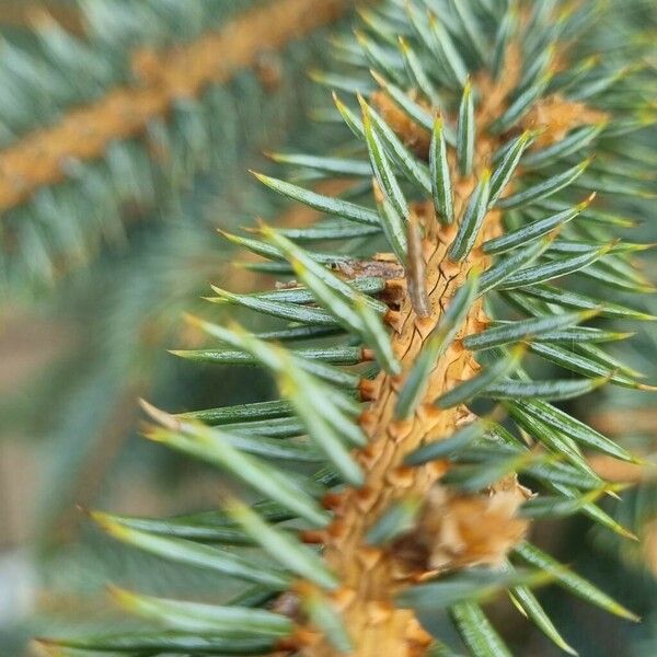 Picea sitchensis 叶