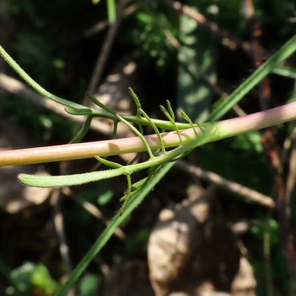 Valeriana tuberosa Leaf