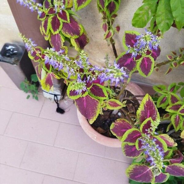 Coleus scutellarioides Folha