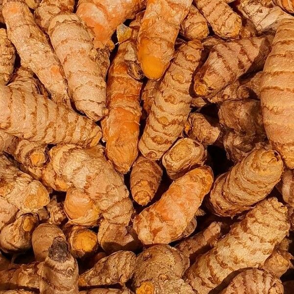 Curcuma longa 果實