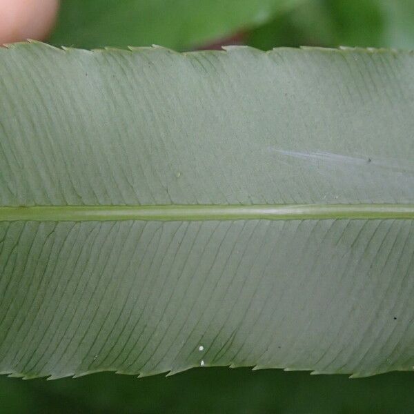 Stenochlaena tenuifolia পাতা