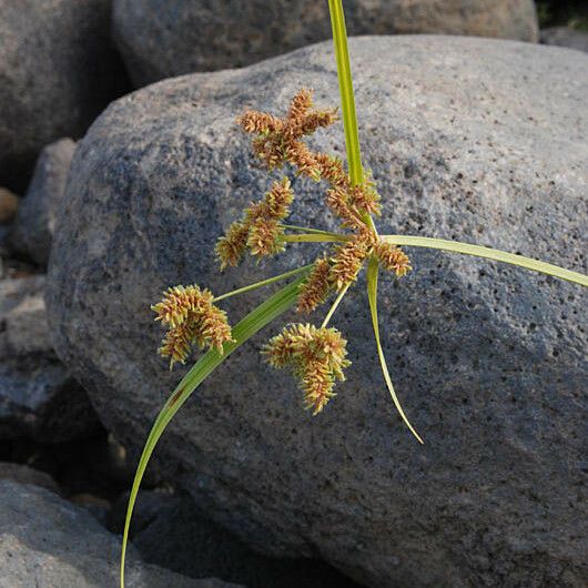 Cyperus alopecuroides Квітка