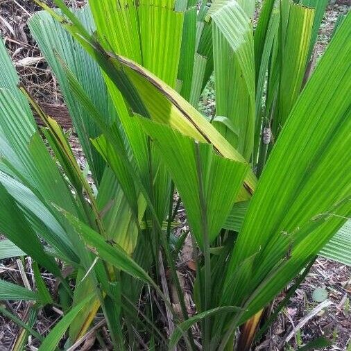 Curculigo capitulata Fuelha