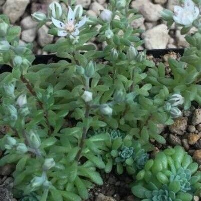 Sedum kristenii Συνήθη χαρακτηριστικά