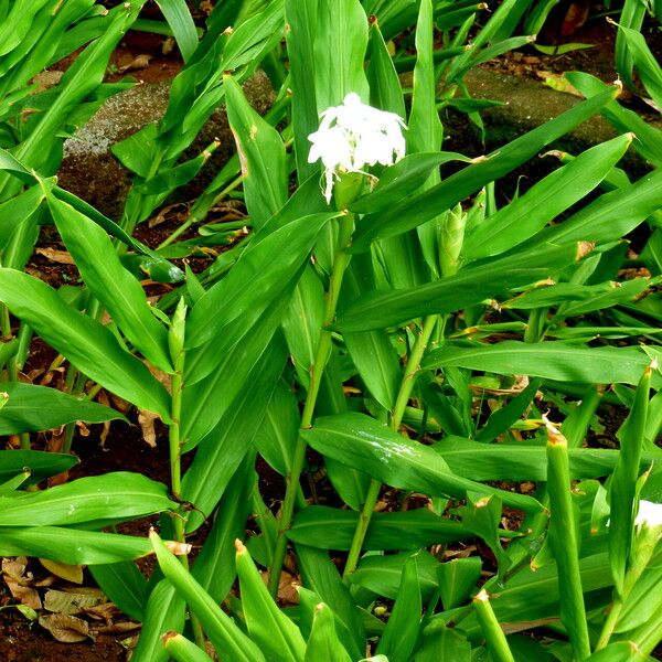 Hedychium coronarium Celota