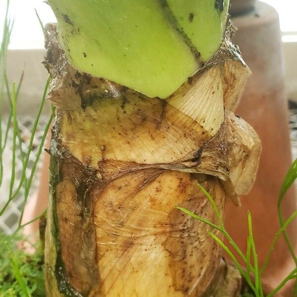 Crinum asiaticum बार्क (छाल)