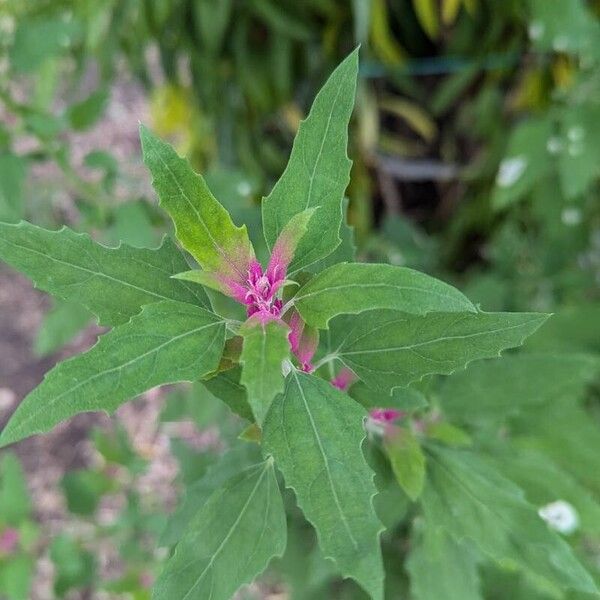 Chenopodium giganteum 葉