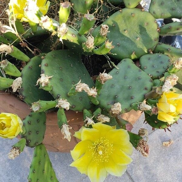 Opuntia humifusa Flower