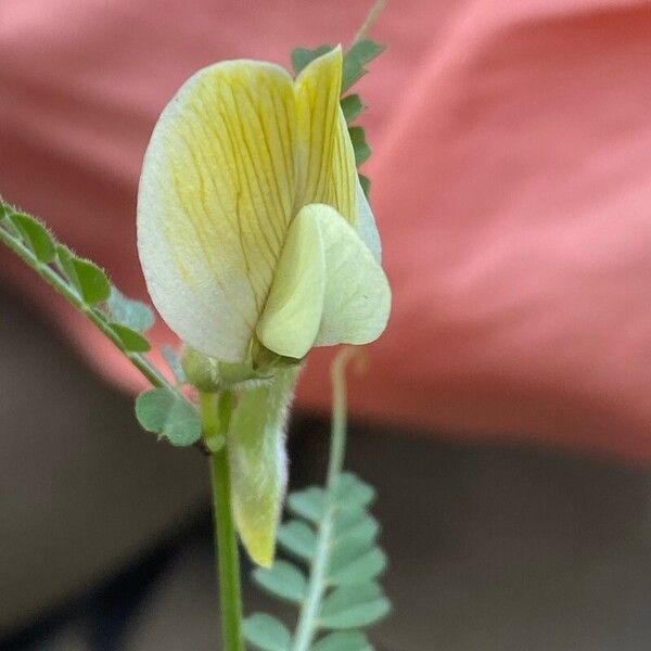 Vicia hybrida Kvet