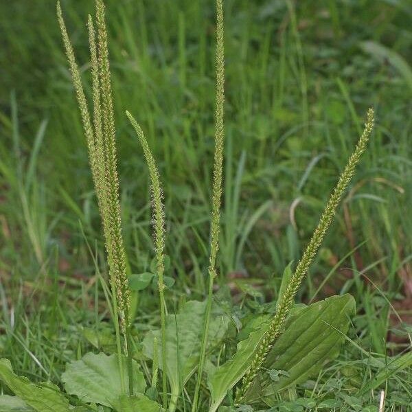 Plantago major आदत