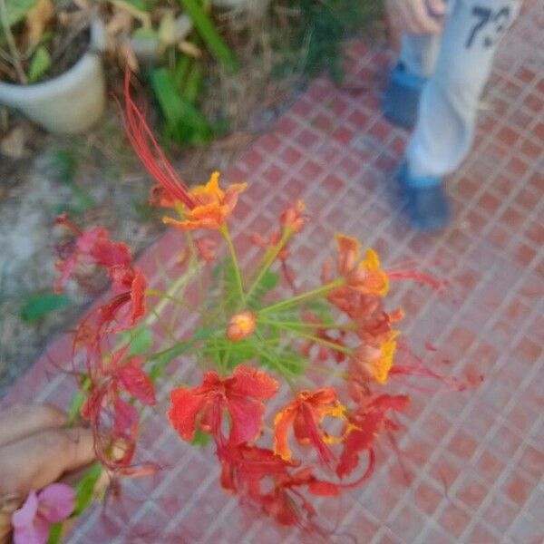 Caesalpinia pulcherrima പുഷ്പം