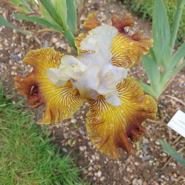 Iris variegata Blomst