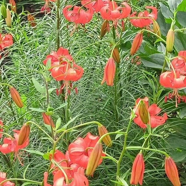 Lilium pomponium Habit