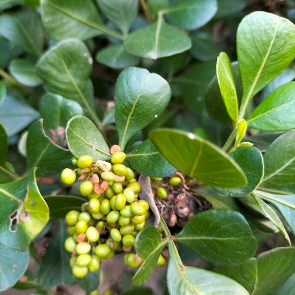 Searsia lucida Fruit