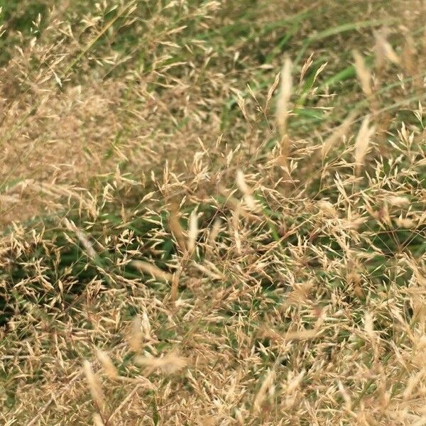 Agrostis capillaris Flower