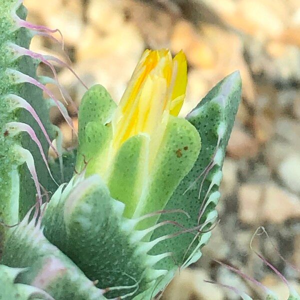 Faucaria tigrina Habitus