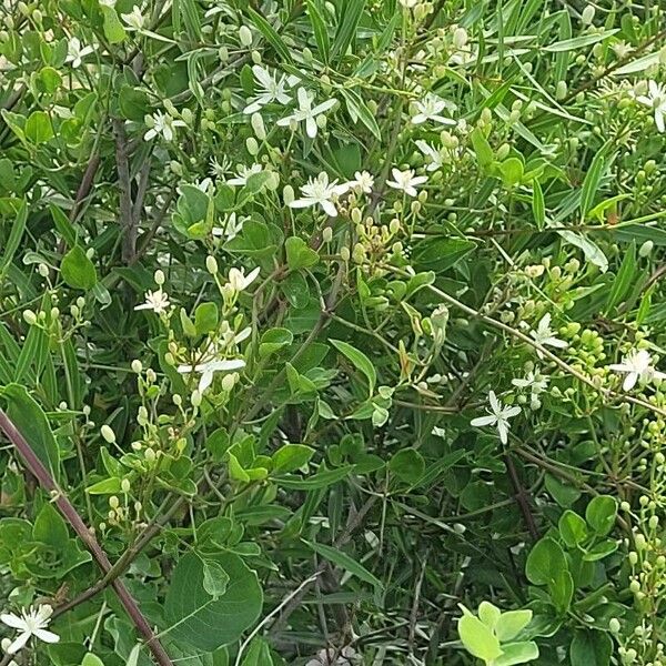 Clematis flammula Õis