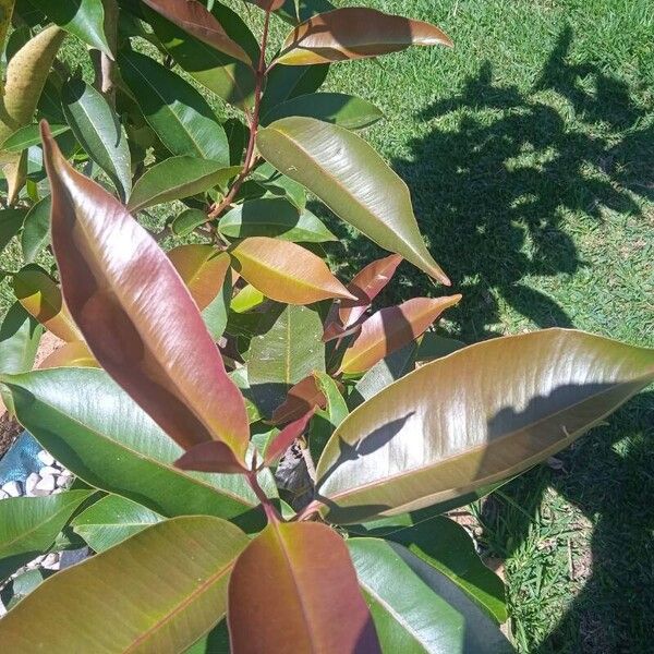 Syzygium cumini Leaf