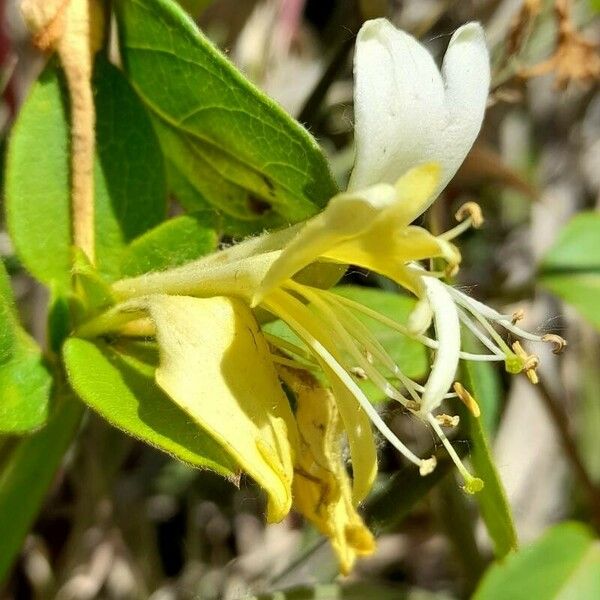 Lonicera japonica Цветок