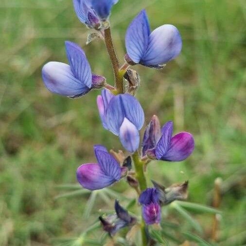 Lupinus angustifolius Kwiat