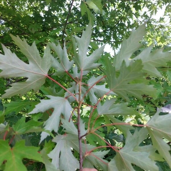 Acer saccharinum Leht