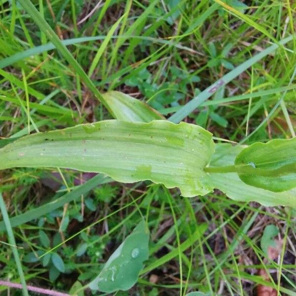 Epipactis muelleri Folha