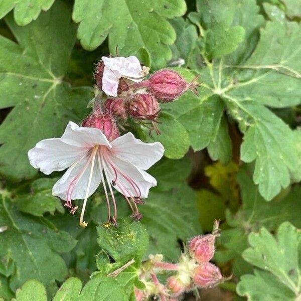 Geranium macrorrhizum Flor