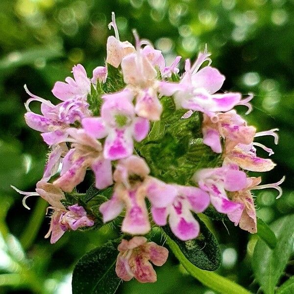 Thymus longicaulis Flor