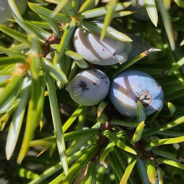 Juniperus communis Fruit