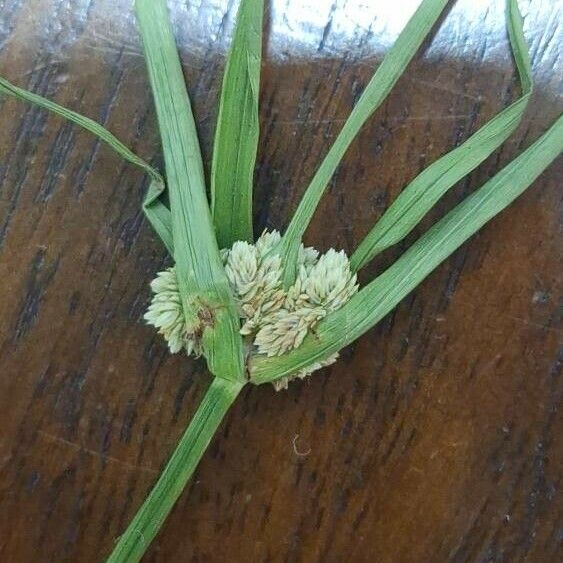 Cyperus luzulae Virág