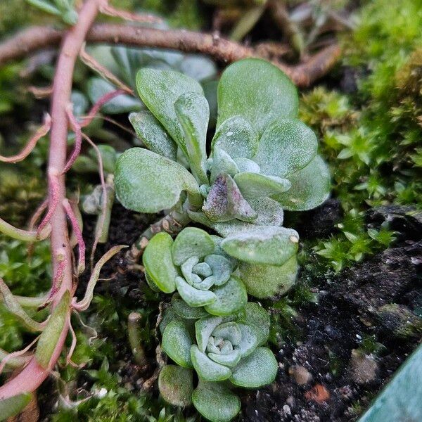 Sedum spathulifolium Лист