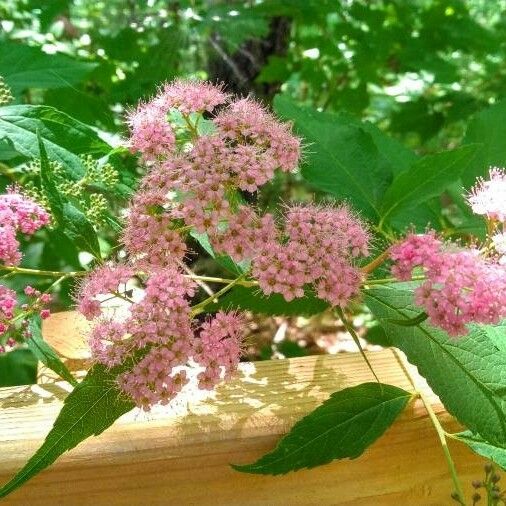 Spiraea japonica Flower